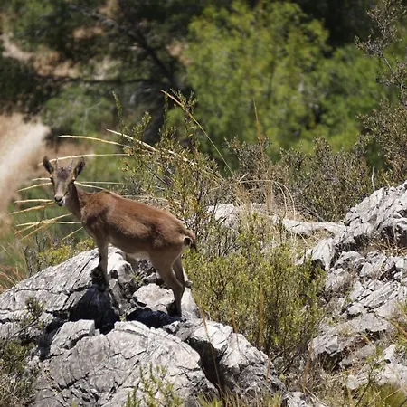 Casa Raquel Frigiliana